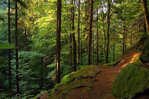 forest, sun, green, nature, thuringia germany, trees, light, landscape, abendstimmung, walk | Pxfuel