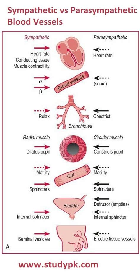 Pin on Nursing school studying cheat sheets