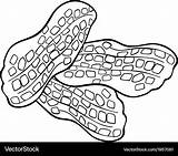 Peanut Coloring Cliparts Clipart Becuo Favorites Add Sketch Page sketch template