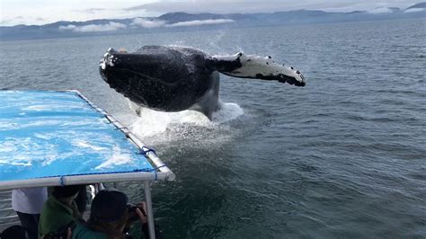 Humpback Whale Breaches Next to Boat - YouTube