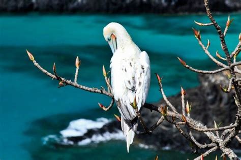 Fernando de Noronha: natureza | Animais da natureza, Natureza, Noronha