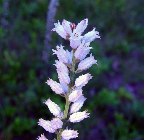 Aletris farinosa (white colic-root): Go Botany