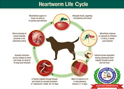 How Do You Test A Dog For Heartworm