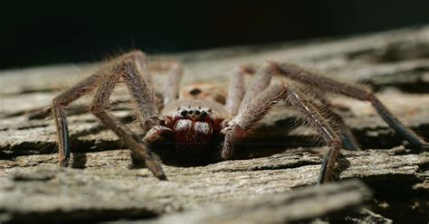 Huntsman Spider Bites: Are They Poisonous? Everything to Know