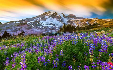 HD wallpaper: Sunrise Spring Landscape Of Snow Mountain Meadow Flowers ...