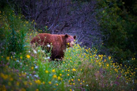 Wild Black Bear in Field of Flowers Stock Image - Image of powerful, grizzly: 76257947