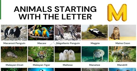 178 Animals that Start with M | List of Animals Beginning with M • 7ESL