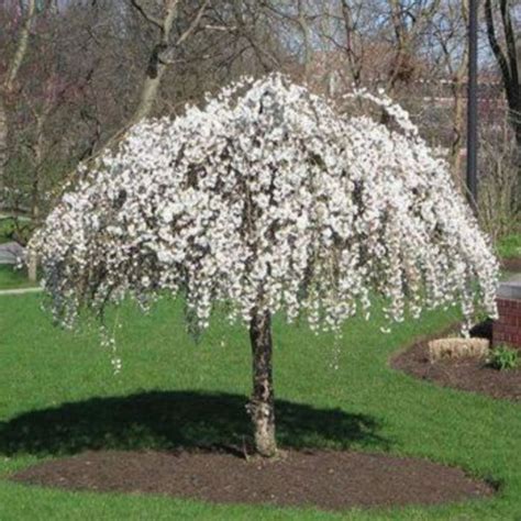 40 Beautiful Flowering Trees Ideas for Yard Landscaping | Small ornamental trees, Fast growing ...