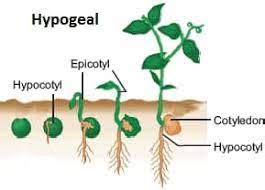 8 Important Differences between Epigeal and Hypogeal Germination - CBSE ...