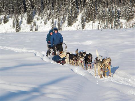 Anchorage, AK Dogsledding Day Tour | Guided Alaska Dog Sledding Day Trip