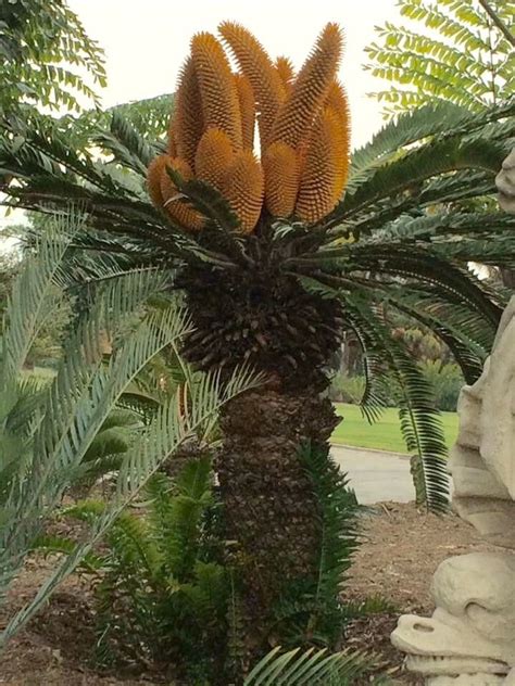 Encephalartos woodii | Garden trees, Palm trees landscaping ...