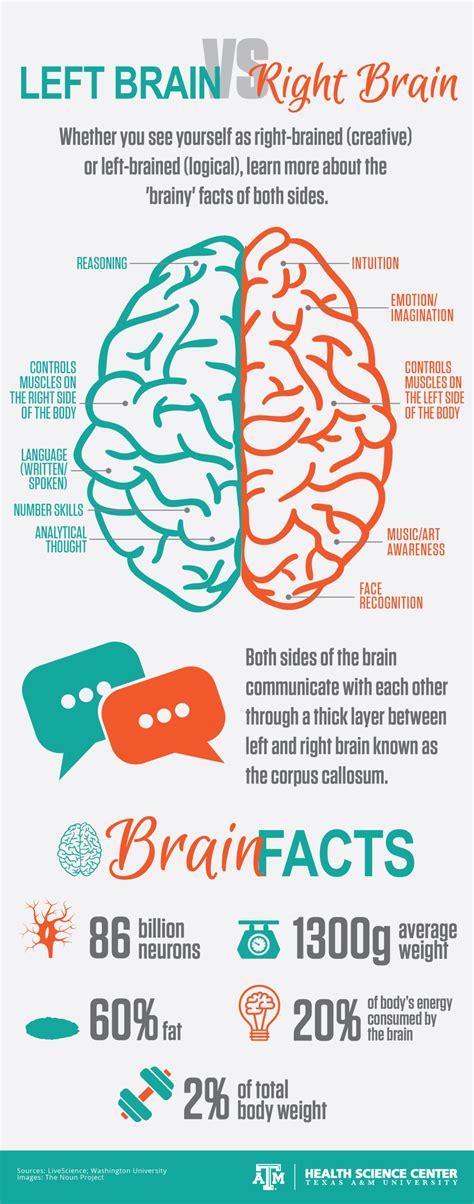 INFOGRAPHIC: Left brain vs. Right brain – Vital Record