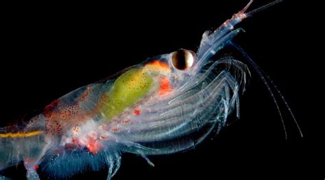 Top 10 facts about Antarctic krill | WWF