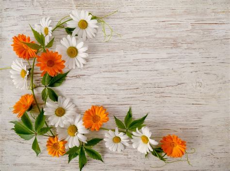 Wild Flowers of Chamomile and Calendula. Flower Arrangement Stock Image - Image of chamomile ...