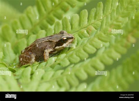 Baby common frog hi-res stock photography and images - Alamy