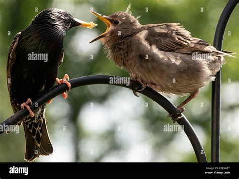 Come and get it Stock Photo - Alamy