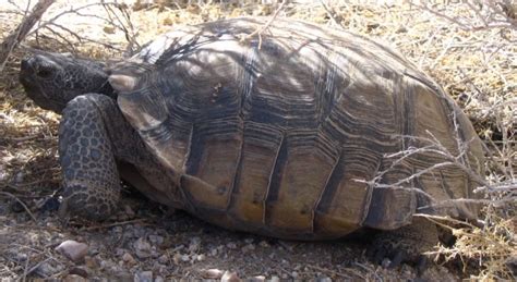 desert tortoise | Backyard Zoologist