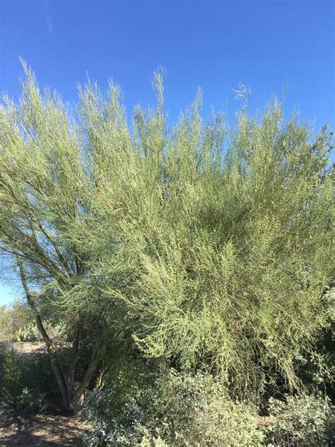 Palo Verde Tree Seeds Live Palo Verde Tree Seeds Drought | Etsy