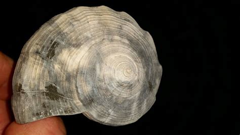 Fossil / Fossilized Whelk shell gastropod mollusk collectors collection ...