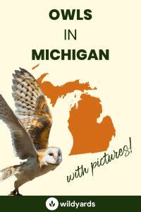 All 11 Owls in Michigan [With Sounds & Pictures]