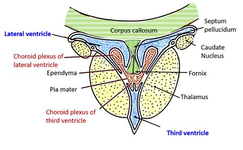 Third Ventricle – Anatomy QA