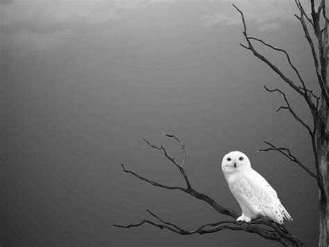 Black and White Owl Wallpapers - Top Free Black and White Owl Backgrounds - WallpaperAccess