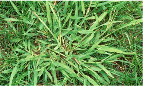 Crabgrass Vs Dallisgrass: Know the Difference - Lawn Affection