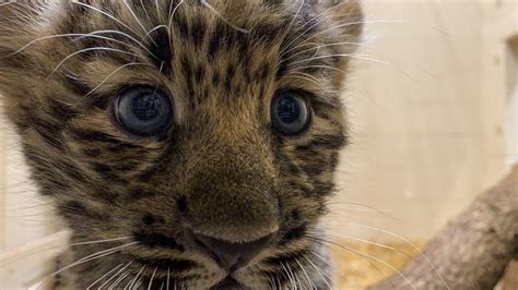 Rare Amur leopard cubs go on view at zoo; no names yet