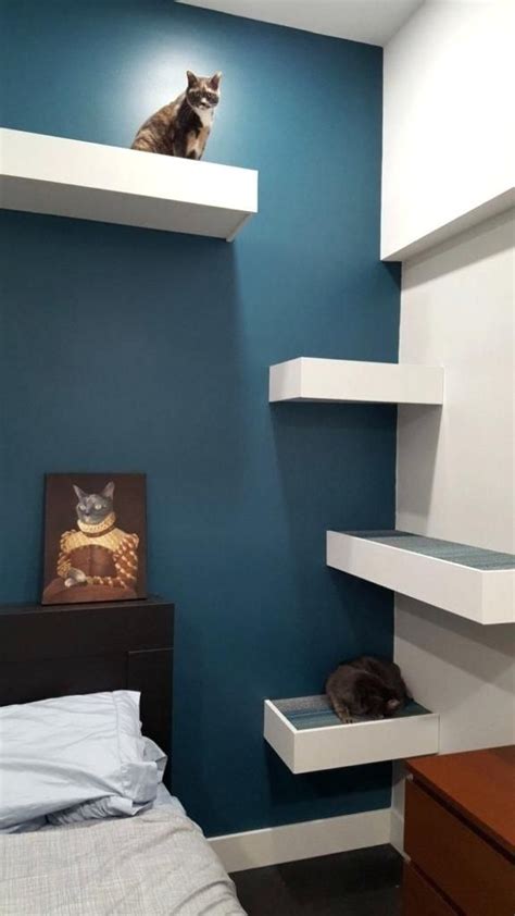 Image result for cat walls | Cat room diy, Cat shelves, Cat room