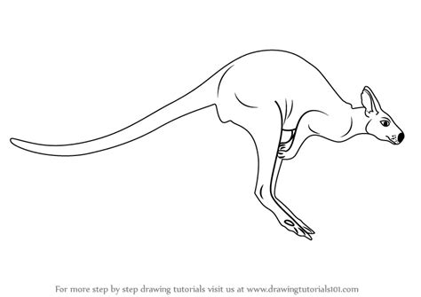 How To Draw A Kangaroo For Kids