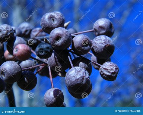 Bradford Pear Tree Berries Stock Photo - Image: 7538290