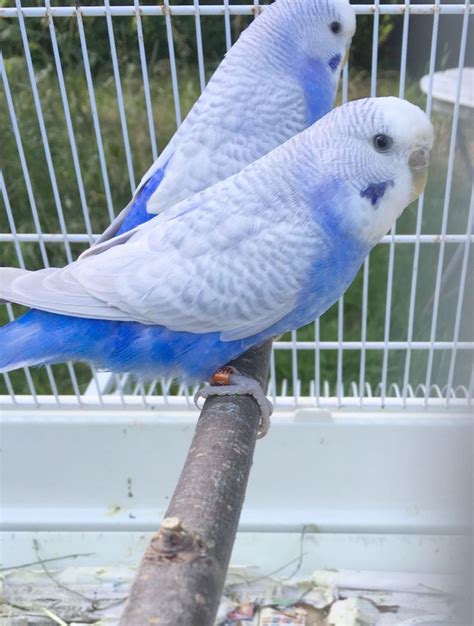 Get some... Parakeets For Sale At Petco xoxo | Pet birds, Budgies bird, Cute birds