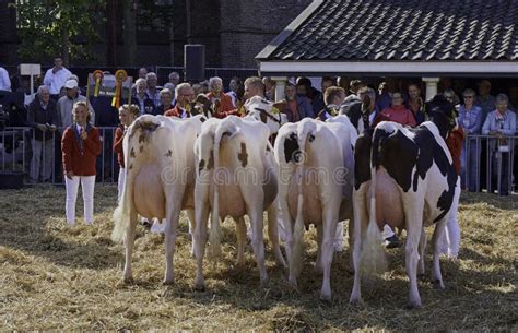 Dairy Cow Show Contest Winners Editorial Photo - Image of prized, cattle: 78331461