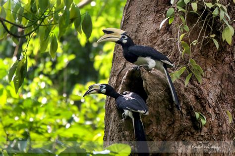 Oriental pied-hornbill - Singapore Geographic