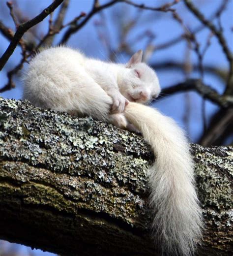 38 Incredible Albino (and Leucistic) Animals | Albino animals, Cute ...