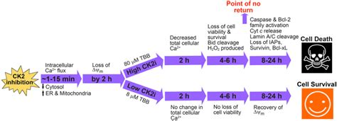 The temporal sequence of events leading to apoptosis in response to CK2 ...