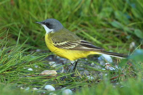 Spring yellow wagtails photo ID guide - BirdGuides