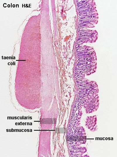 Colon Histology 2009 - Embryology