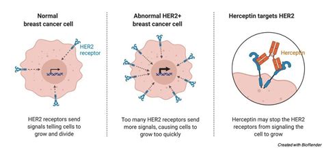 Proto-Oncogene: Definition, Function, and Examples