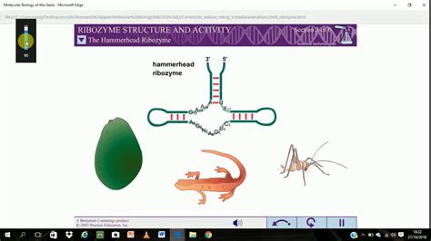 Ribozyme structure and activity.......................... - YouTube