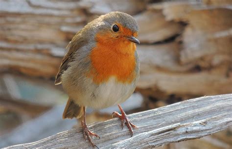 Common Winter Garden Birds Uk | Fasci Garden