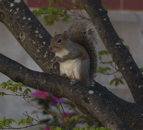 Squirrel Behaviors - Auburn Squirrel Project