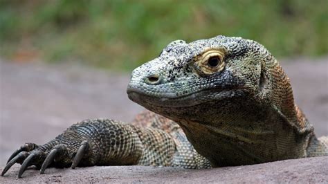 The Surprisingly Cute Reason Komodo Dragons Haven't Taken Over The ...