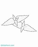 Mint Coloring Pages Printable sketch template
