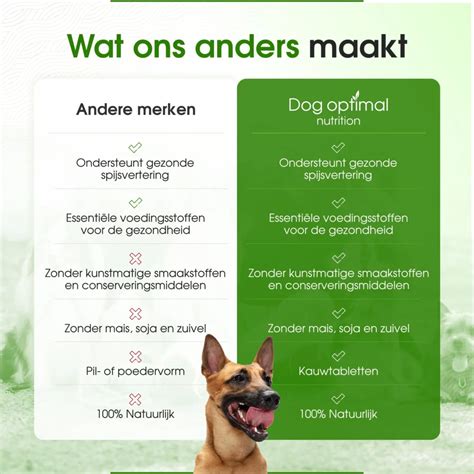 Algehele gezondheid van je hond onderhouden: 6 tips