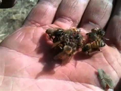 African Honey Bee Swarm Queen ~ Close Up - YouTube