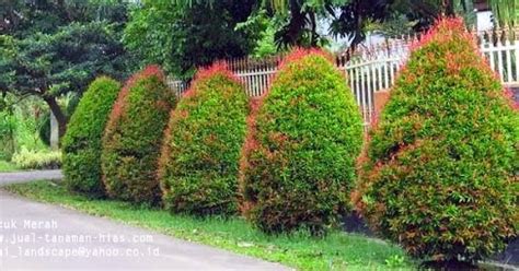 POHON PUCUK MERAH | HARGA BISA NEGO - kebon kembang bogor