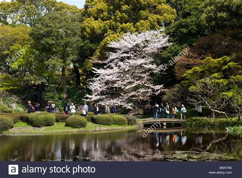 Cherry blossom in the Imperial Palace East Garden, Tokyo, Japan Stock ...