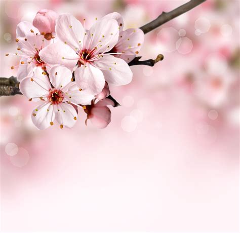 Free Images : nature, branch, bokeh, flower, petal, bloom, summer, floral, food, spring, produce ...