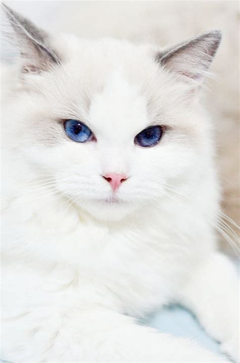 Incredible -> Cute Fluffy Cats Breeds :-) | Pretty cats, Beautiful cats, Cute cats and kittens